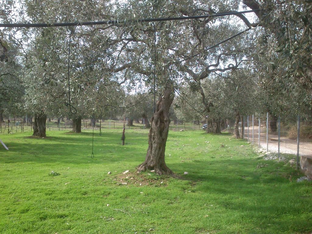 Elea Stone Houses In Organic Quiet Olive Grove, Prinos, Thassos Buitenkant foto