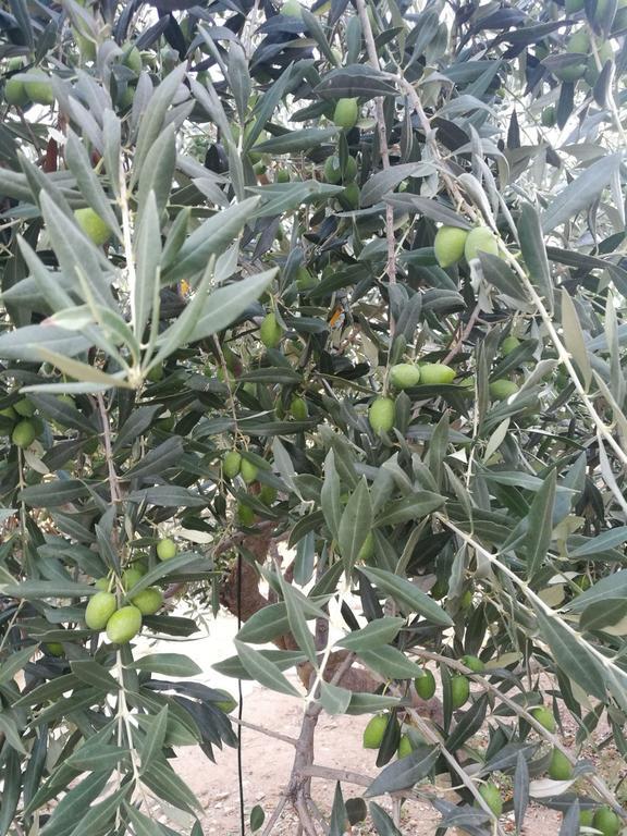 Elea Stone Houses In Organic Quiet Olive Grove, Prinos, Thassos Buitenkant foto